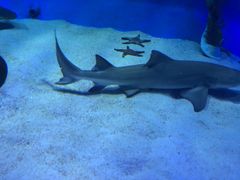 -太平洋海底世界