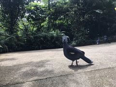 -新加坡飞禽公园