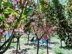 -羊亭河湿地公园