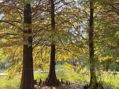 -溱湖国家湿地公园