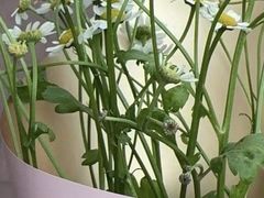 -何兮花店·气球派对鲜花店(马桥银春路万科城店)
