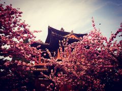 -西安青龙寺遗址景区