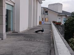 -杭州千岛湖开元度假村