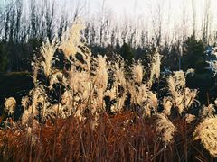 -洨河生态公园