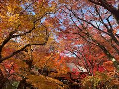 -常寂光寺