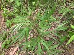 -碓臼峪自然风景区