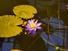 -国家植物园南园