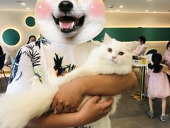 -飞行喵MR PILOT|猫舍·猫咖(静安大融城店)