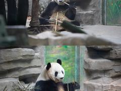 -灵玲国际马戏城