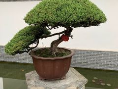 -水绘园