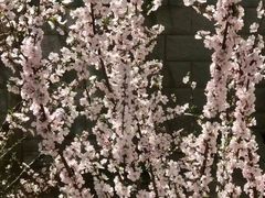 -黄村公园