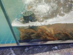 -曼格活海鲜·牛排自助(光明蓝鲸店)