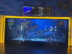 -烟台海昌鲸鲨海洋公园