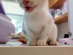 -御宝贝·A梦猫科宠物医院(国际猫友好医院)