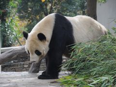 -卧龙中华大熊猫苑神树坪基地