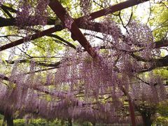 -嘉定紫藤园