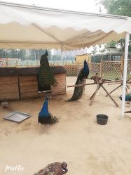 -萌宠亲子动物乐园(槐房万达店)