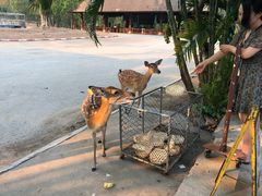 -清迈夜间动物园