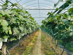 -马陆小张葡萄园农家乐