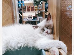 -屋虎猫馆(宝安大仟里店)