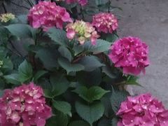 -宋柏树北京果木烤鸭(安东卫店)