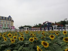 -百万葵园