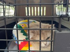 -爱佳宠物中心医院24H·CT·骨外科·猫专科(瑶海万达店)