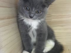 -喵的天空名猫咖啡馆·撸猫·猫舍·用品