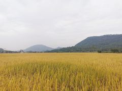-艾米稻香小镇
