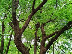 -徐家汇源景区-衡山公园