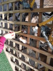 点击看大图 -萌宠亲子动物乐园(槐房万达店)