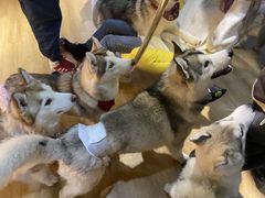 -Husky Go! 哈士奇体验馆·宠物咖啡厅狗咖