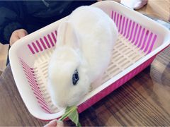 -藦茜花园宠物主题亲子互动体验馆(国顺东路店)