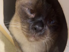 -藏猫猫咖啡主题馆(中央大道店)