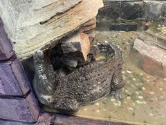 -上海大自然野生昆虫馆(东方明珠·爬宠昆虫探索中心)