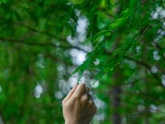 -桤木河湿地公园