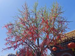 -老城味道·传统天津菜(杨柳青店)