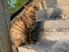 -终南山国家森林公园