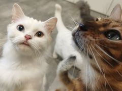 -楼上猫咖(罗湖店)