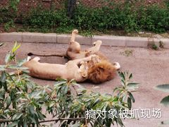 -大连森林动物园