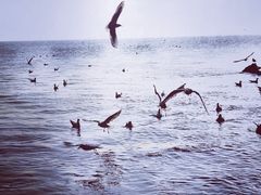 -深圳湾公园(南山区)