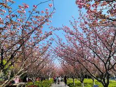 -高东镇樱花园