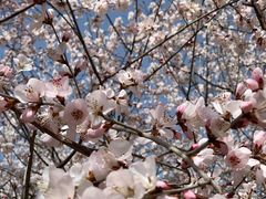 -永定河休闲森林公园