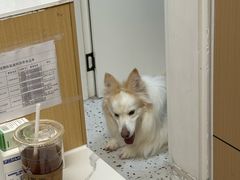 -瑞派康怡24h宠物医院·犬猫医疗中心·微创绝育(瑞景分院)