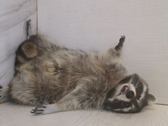 -浣熊柯尔鸭土拨鼠·电玩咖