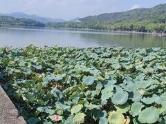 -西湖外事游船(花港观鱼码头)