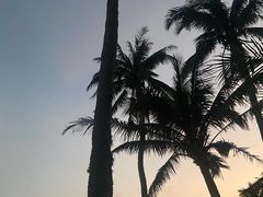 -东郊椰林