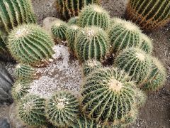 -南山植物园