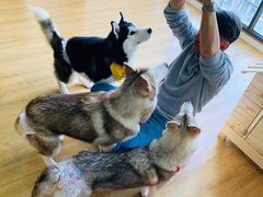 -Husky Go! 哈士奇体验馆·宠物咖啡厅狗咖