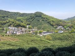 -龙坞茶村